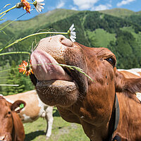 Eine Kuh streckt die Zunge heraus und schnappt nach einer Blume