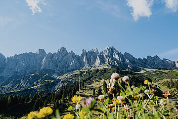 Blühende Almwiesenblumen vor dem imposanten Höchkönigsmassiv