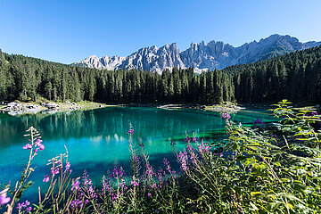 Türkiser Bergsee vor den Südtiroler Dolomiten, am Seeufer wachsen lila Blumen