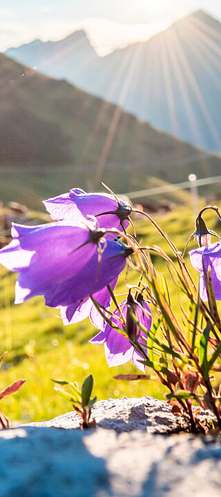 Blumen auf einer Wiese, im Hintergrund Berge und Sonnenstrahlen