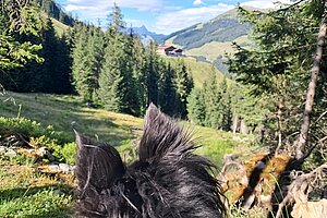 Urlaubsthema der Woche Ein neugieriger Hund steht auf einer saftigen Wiese und blickt über die grünen Hügel, die von hohen Tannen umgeben sind. Im Hintergrund ist eine malerische Berghütte zu sehen, die die Idylle dieser friedlichen Landschaft betont.